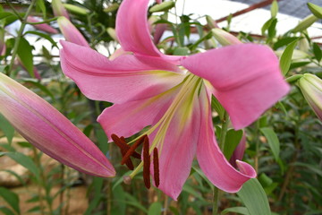 cute pink lily flowers