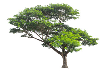 green tree isolated on white background