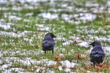 bird in the snow
