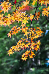 Autumn scenery in Kyoto, Japan