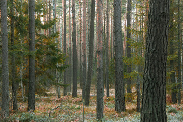 beautiful autumn pine forest, soft focus