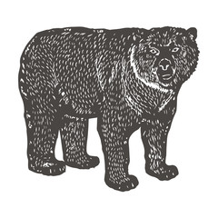 Spectacled Bear hand drawing. Vintage engraving style. Vector illustration art. Black and white. Object of nature naturalistic sketch. Vector