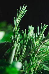 Macro photography of kitchen herbs like sage, rosemary, parsley, dill and basil.