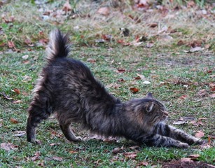 Obraz premium street cat