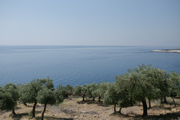 Olive trees on the coast of the aegean sea on the greek island 