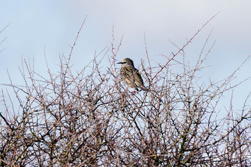 oiseau dans les branches