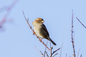 oiseau sur une branche