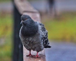 birds in the city