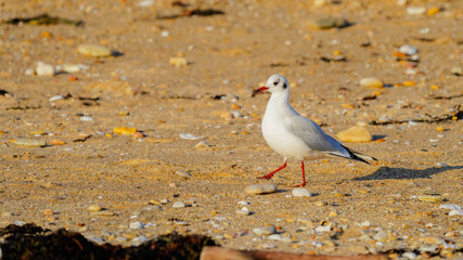 mouette sur la plage
