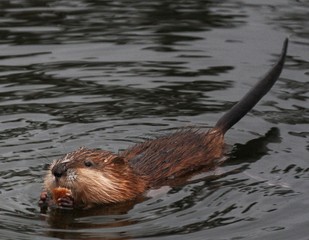 muskrat in the pond