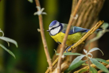 mésange bleue