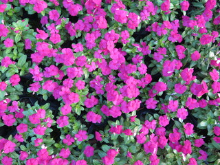 purple flowers in the garden, background concept.