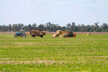 Obraz premium Tractor loading hay bales on truck agricultural works