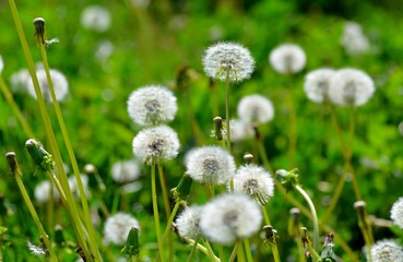 Blooming dandelions on a spring green field, a traditional symbol of spring