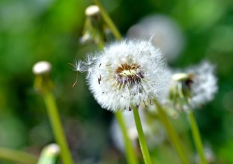 Blooming dandelions on a spring green field, a traditional symbol of spring