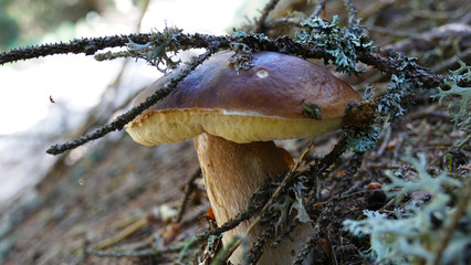 Boletus edulis