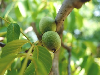 Green walnuts growing on a branch of a walnut tree. 