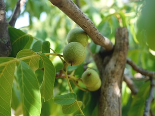 Green walnuts growing on a walnut tree branch supported by a large stick.