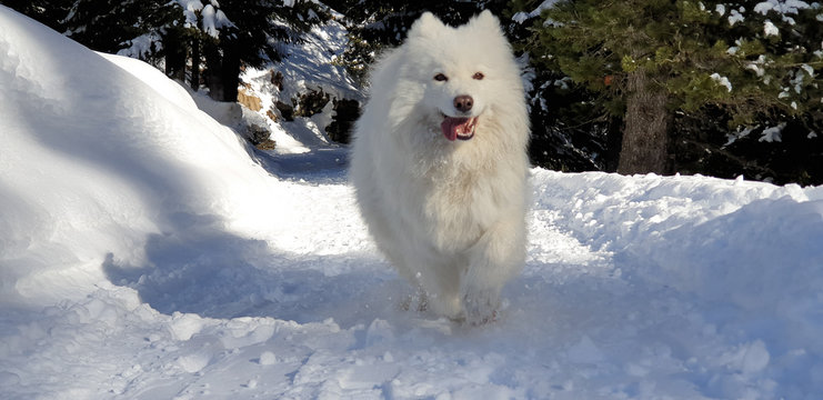 samoiedo dog