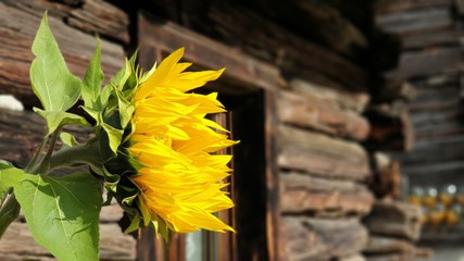 girasole montagna baita chalet © PANZFABIO