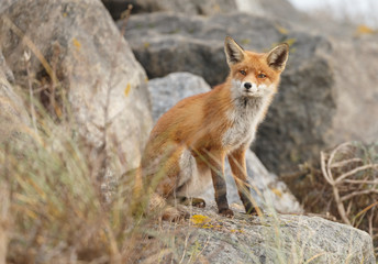 Naklejka na ściany i meble Red fox in nature near big ballast stones
