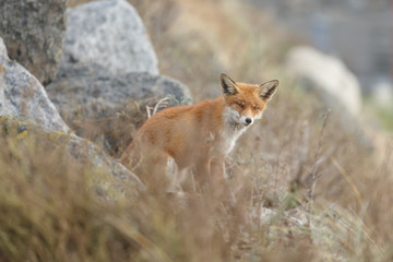 Red fox in nature near big ballast stones