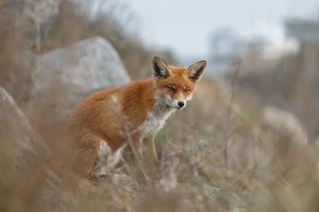Red fox in nature near big ballast stones