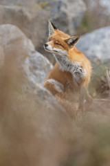 Red fox in nature near big ballast stones