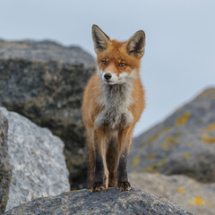 Red fox in nature near big ballast stones