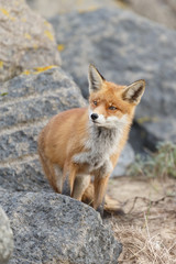 Red fox in nature near big ballast stones