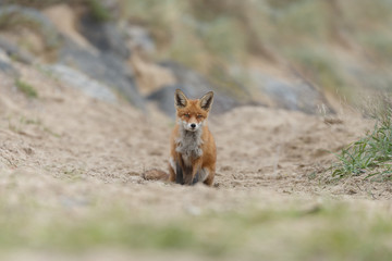 Red fox in nature near big ballast stones