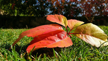 foglie autunno colori rosso alberi