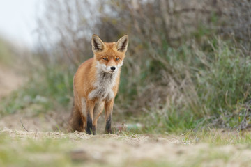 Naklejka na ściany i meble Red fox in nature near big ballast stones