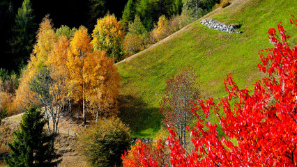 foglie autunno colori rosso alberi