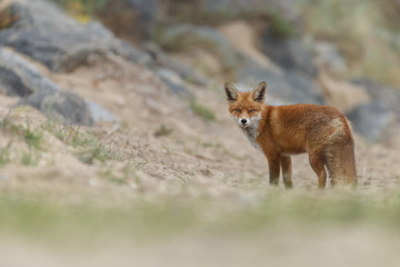 Red fox in nature near big ballast stones