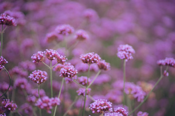 These pink flowers are blooming beatifully.