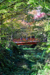 Autumn scenery in Kyoto, Japan