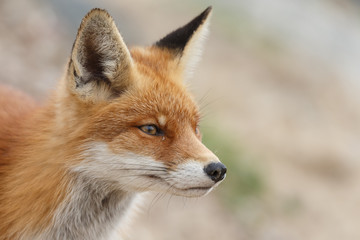 Naklejka na ściany i meble Red fox portrait in nature.