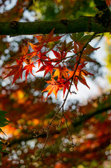 Autumn color tree leaf nature season fall