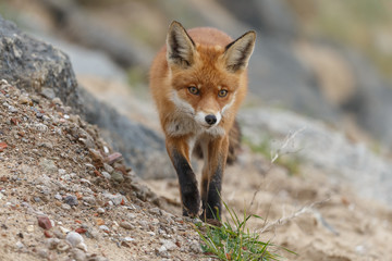 Red fox in nature near big ballast stones