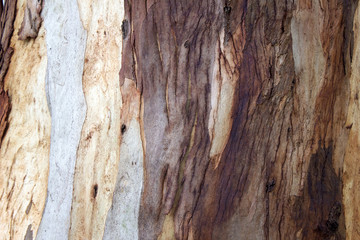 Bark of the trunk of a eucalyptus tree
