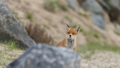 Red fox in nature near big ballast stones