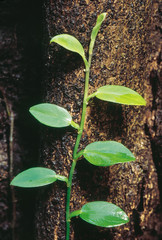 Pothos Scandens. Family: Araceae. A climber which clings to the trunks of trees with tiny roots. It is related to the common 'Money plant'. Mainly found in the evergreen forests of India.