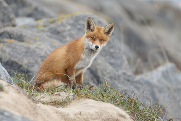 Red fox in nature near big ballast stones
