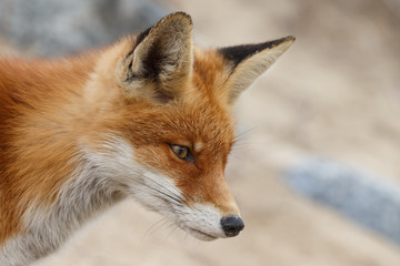 Red fox portrait in nature.
