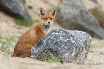 Red fox in nature near big ballast stones