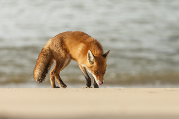 Red fox standing on the beach at the North Sea