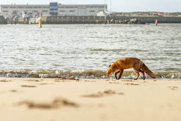 Red fox standing on the beach at the North Sea