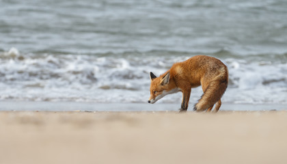 Red fox standing on the beach at the North Sea