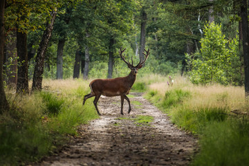 Red deer crossing a sand path in the middle of a forest in a wildlife park